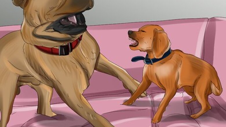 How to Introduce a Puppy to a Dog