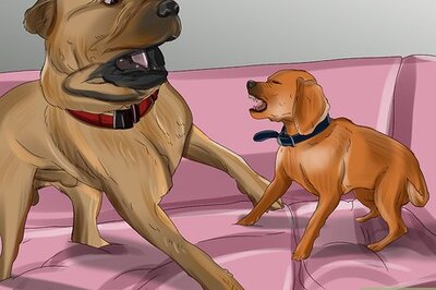 How to Introduce a Puppy to a Dog