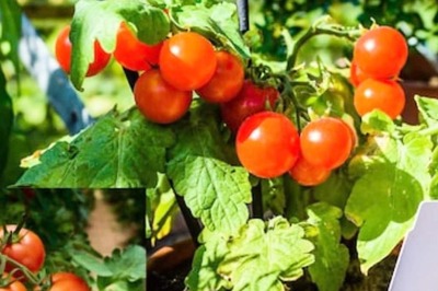 Easy Tips To Grow Tomatoes At Home