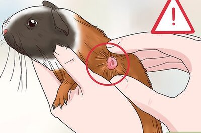 How to Diagnose and Treat Tumors in Guinea Pigs