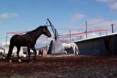 Venice Film Festival tells stories about love for animals, and love for cocaine money