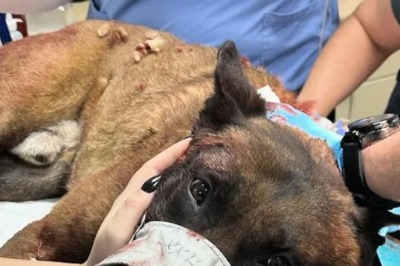 Watch: Las Vegas Police Dog Stabbed While Trying To Catch A Suspect