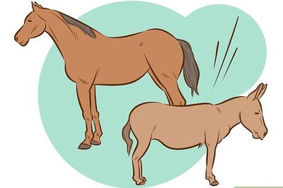 How to Ride a Donkey