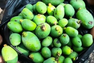 Gujarat’s Famed Saffron Mangoes Face Threat From Fungus