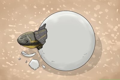 How to Tell a Tortoise's Age
