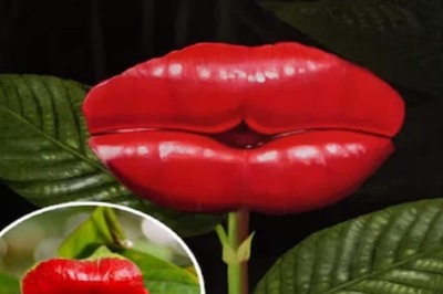 This Plant With The 'Most Romantic' Tag Has Everyone Talking