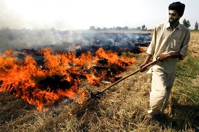 Come Out With Workable Solution to Stop Crop Burning: NGT to Centre, States