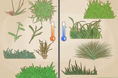 How to Fertilize a Lawn