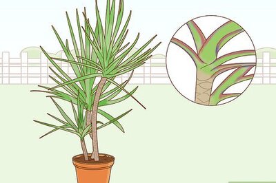 How to Care for a Madagascar Dragon Tree