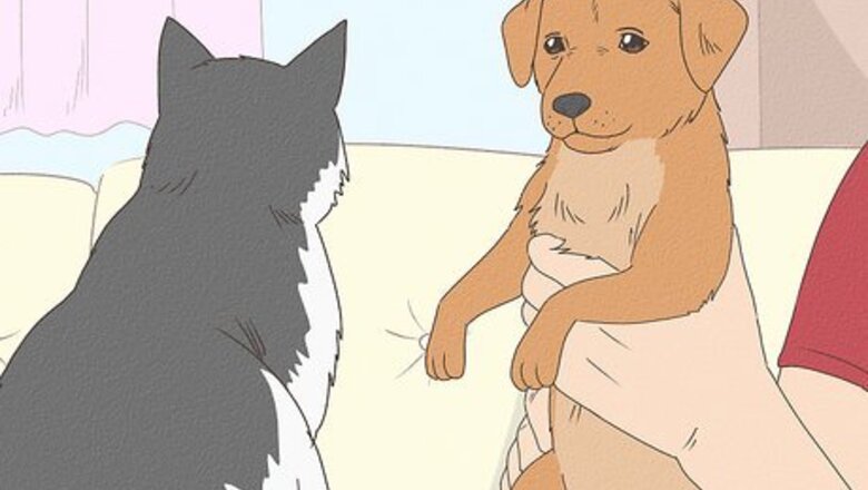 How to Dog‐Sit when You Have a Cat