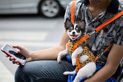 Dog Has Visiting Rights Too, Rules Brazilian Court