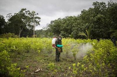 Government: Colombia Manual Coca Eradication Most In Decade