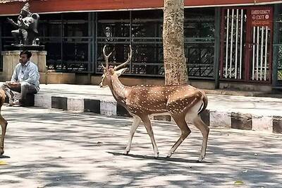 Animals Take to Streets as Covid-19 Lockdown Keeps Pilgrims away from Tirupati