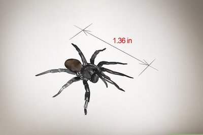 How to Identify a Trapdoor Spider
