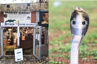 King Cobra, Which Escaped From Swedish Zoo, Returns To Its Terrarium