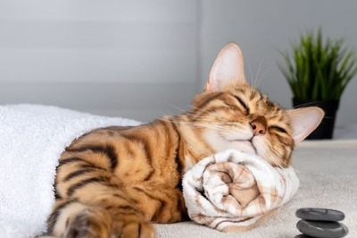 How To Keep Your Kittens Safe This Winter; Follow These 5 Tips