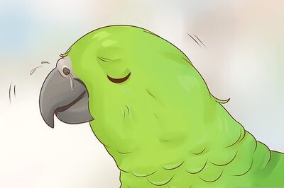 How to Spot Vitamin A Deficiency in an Amazon Parrot