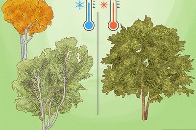 How to Grow Birch Trees