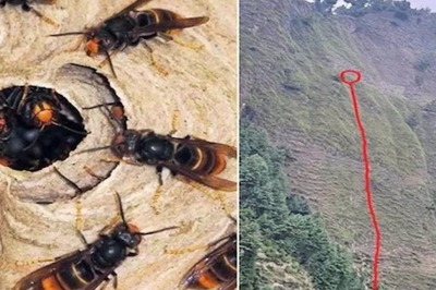Mother, Daughter Fall To Death While Trying To Escape Hornet Attack in Hp’s Kangra