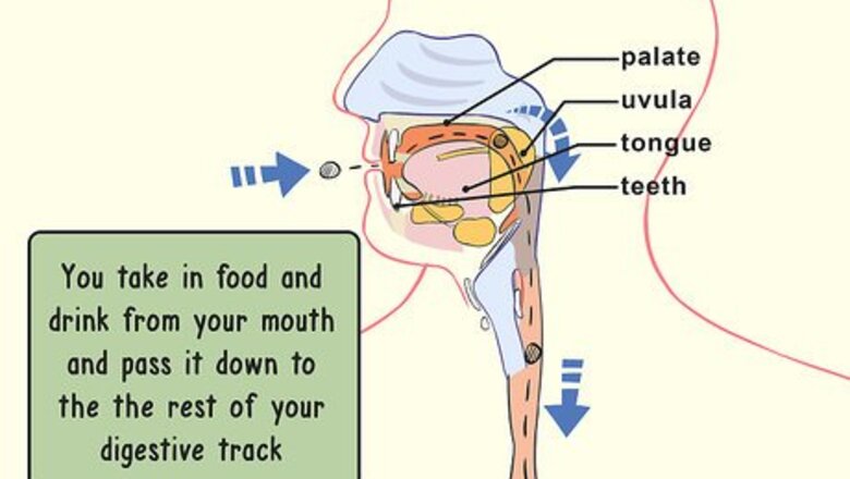 How to Study the Physiology of Digestion in the Human Body