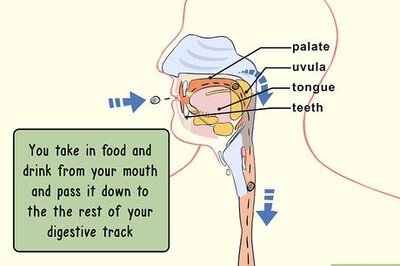 How to Study the Physiology of Digestion in the Human Body