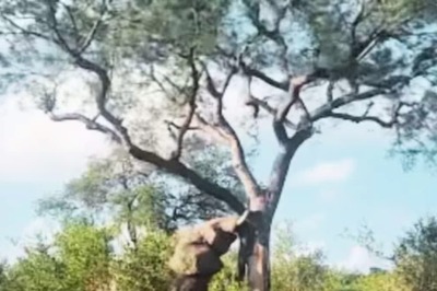 Video Of Elephant, Uprooting A Giant-sized Tree, Leaves Internet Shocked