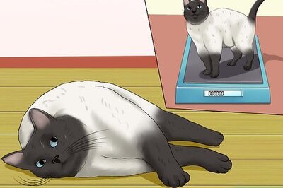 How to Prevent Urinary Tract Infections in Cats