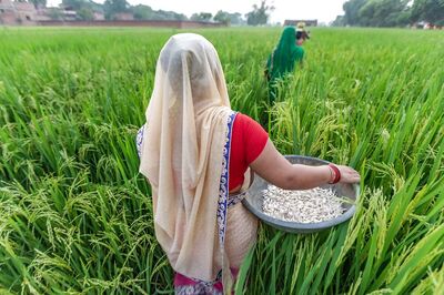 Govt Buys Kharif Paddy Worth Rs 66,135 Crore So Far This Season; Procurement Volume Up 20%