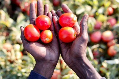 Here's How Soaring Tomato Prices Killed a Farmer and a Cowherd in Karnataka