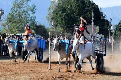 Amid Jallikattu Row, Shiv Sena MP Seeks Rollback of Ban on Bullock Cart Races