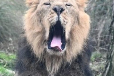 World Wildlife Day 2022: Six Rare Indian Animals and Where to Find Them