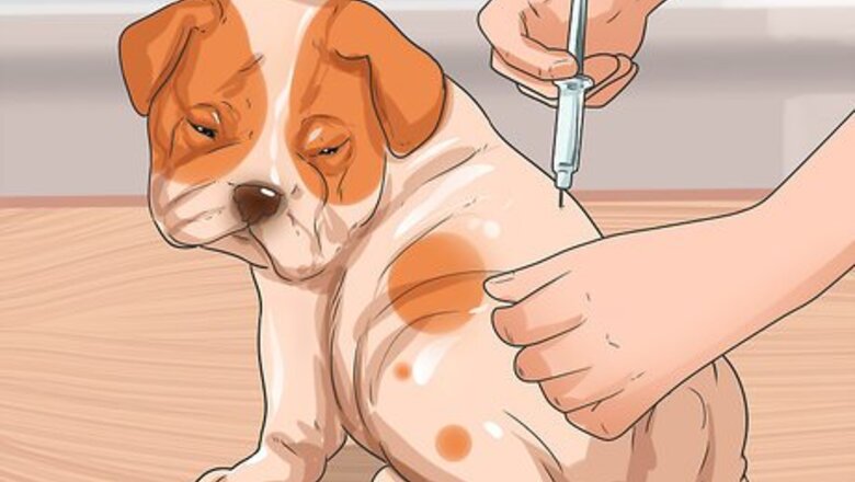 How to Prevent Canine Distemper