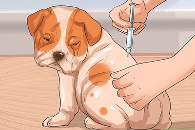 How to Prevent Canine Distemper