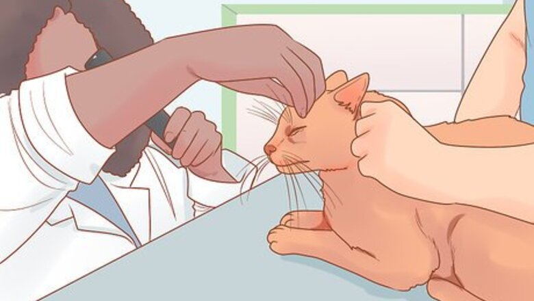 How to Stop Your Cat from Begging