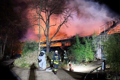Chimpanzees, Orangutans and Marmosets Among Dozens Killed in Fire at Western Germany Zoo
