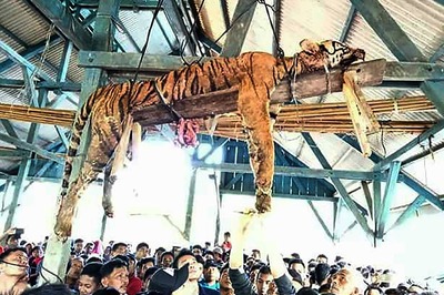 Suspecting It to be Supernatural Creature, Locals Disembowel Endangered Sumatran Tiger