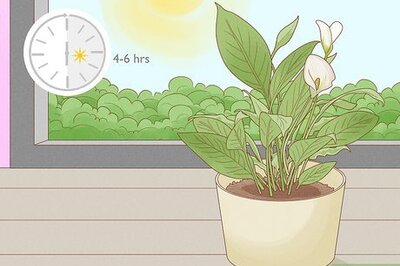 How to Grow a Calla Lily Indoors