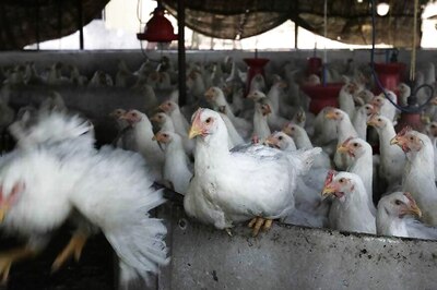 Chicken Farms May be Making Your Antibiotics Worthless