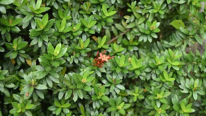 How to Grow Flowering Plants Through Stems