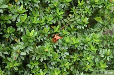 How to Grow Flowering Plants Through Stems