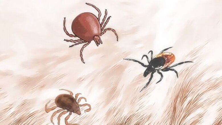 How to Get Ticks off Dogs