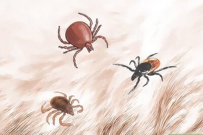 How to Get Ticks off Dogs