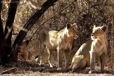 Gujarat flash floods killed 10 lions, about 90 spotted deer