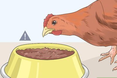 How to Feed Chickens Table Scraps