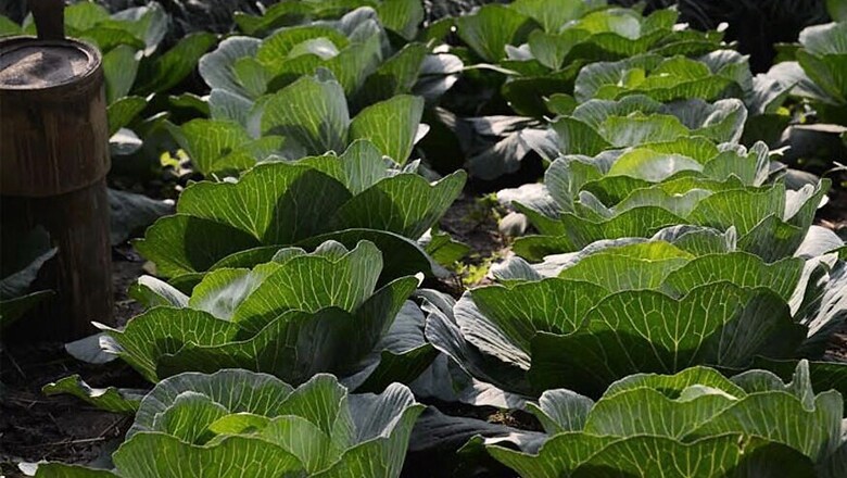 Govt Sees Huge Potential for Organic Farming in Andaman & Nicobar Islands