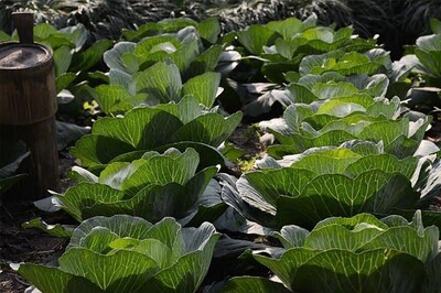 Govt Sees Huge Potential for Organic Farming in Andaman & Nicobar Islands