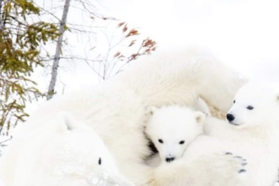 How This Remote Canadian Town Turned Into The 'Polar Bear Capital Of The World'