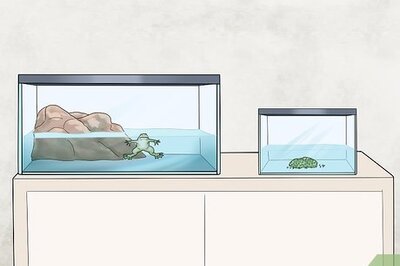 How to Care for African Clawed Frog Tadpoles