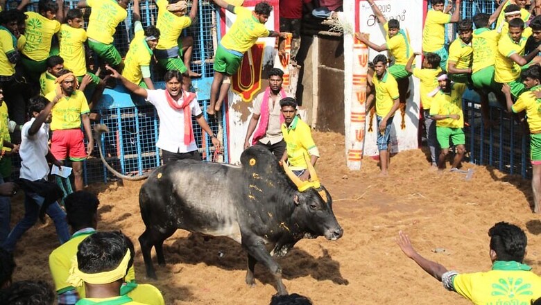 One Killed, Over 60 Injured in Jallikattu Event
