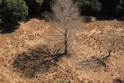 Over 30 Lakh Trees Cut in India for Developmental Projects in 2020-21, None in Delhi: Govt